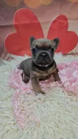 Jojo 2, a female French Bulldog for sale in Newton, IL – Photo 1 of 3