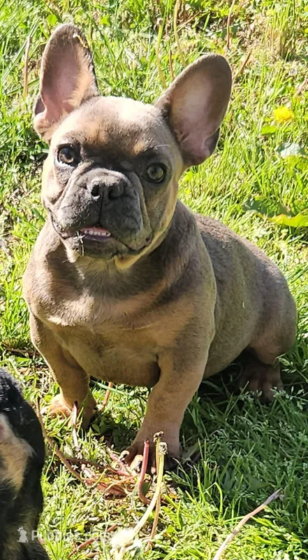Jojo 2 – French Bulldog puppy for sale in Newton, IL