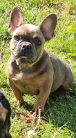 Jojo 2, a female French Bulldog for sale in Newton, IL – 1 of 7