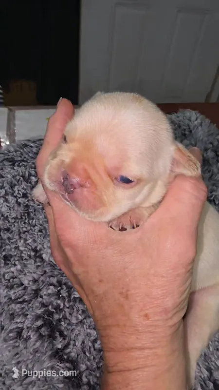 Lilo 2 – French Bulldog puppy for sale in Newton, IL