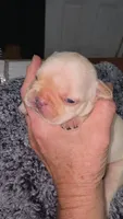 Lilo 2, a male French Bulldog for sale in Newton, IL – 1 of 2