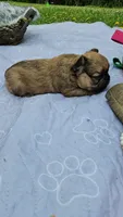 Mezzi 4, a male French Bulldog for sale in Newton, IL – 2 of 3