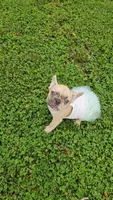 Rosie 1, a female French Bulldog for sale in Newton, IL – 2 of 6