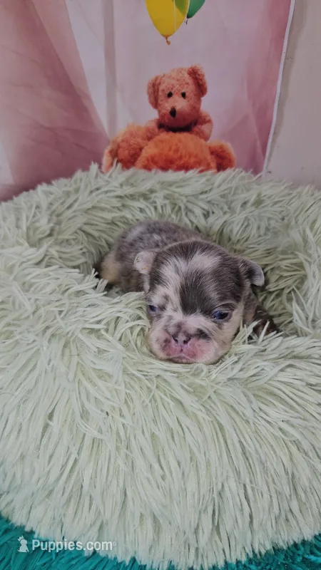 WB 2 – French Bulldog puppy for sale in Newton, IL