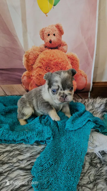 WB 2 – French Bulldog puppy for sale in Newton, IL