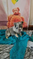 WB 2, a male French Bulldog for sale in Newton, IL – 2 of 5