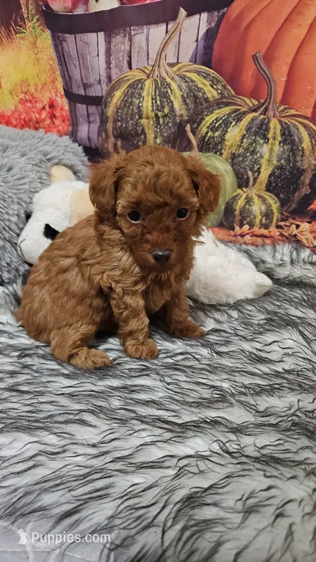 Tessa 1 – Poodle - Toy  puppy for sale in Newton, IL