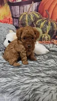 Tessa 1, a male Poodle - Toy  for sale in Newton, IL – 1 of 1