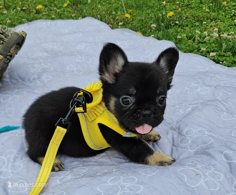 WB 1 – French Bulldog puppy for sale in Newton, IL