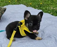 WB 1, a male French Bulldog for sale in Newton, IL – 1 of 7
