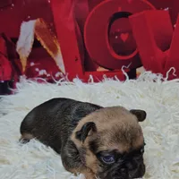 Gizmo 1, a female French Bulldog for sale in Newton, IL – Photo 3 of 3