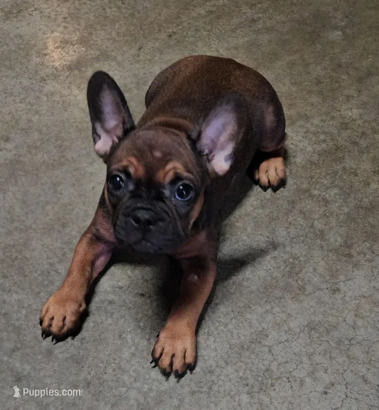 Gizmo 1 – French Bulldog puppy for sale in Newton, IL