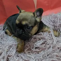 Gizmo 1, a female French Bulldog for sale in Newton, IL – Photo 2 of 3