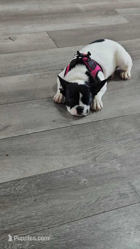 YJ 2 – French Bulldog puppy for sale in Newton, IL