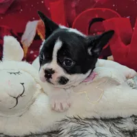YJ 2, a female French Bulldog for sale in Newton, IL – Photo 4 of 7