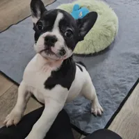 YJ 2, a female French Bulldog for sale in Newton, IL – Photo 3 of 7