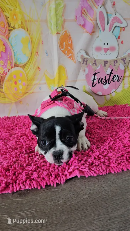 YJ 2 – French Bulldog puppy for sale in Newton, IL