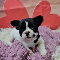 YJ 2, a female French Bulldog for sale in Newton, IL – Photo 6 of 7