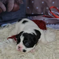 YJ 2, a female French Bulldog for sale in Newton, IL – Photo 7 of 7