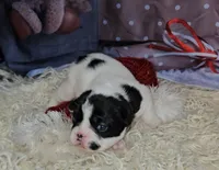 processed/cdc7b7b5-8adb-4ebf-962b-086c4ceb1d0c/listing/abfd60f9-1c68-4578-8145-24f057bbc258/fa4ca5ff-0b7c-43f7-9275-ee5a388f7158