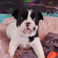 YJ 2, a female French Bulldog for sale in Newton, IL – Photo 5 of 7