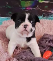 processed/cdc7b7b5-8adb-4ebf-962b-086c4ceb1d0c/listing/abfd60f9-1c68-4578-8145-24f057bbc258/feb05df6-1a9b-47bf-bf90-e7bf974f8272