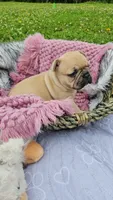 Kieko 2, a female French Bulldog for sale in Newton, IL – 3 of 3