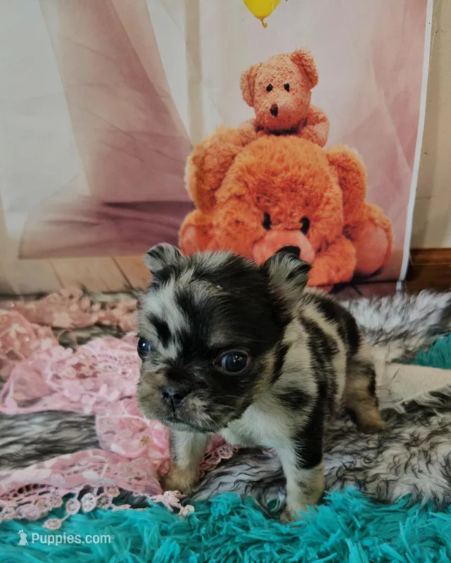 WB 4 – French Bulldog puppy for sale in Newton, IL