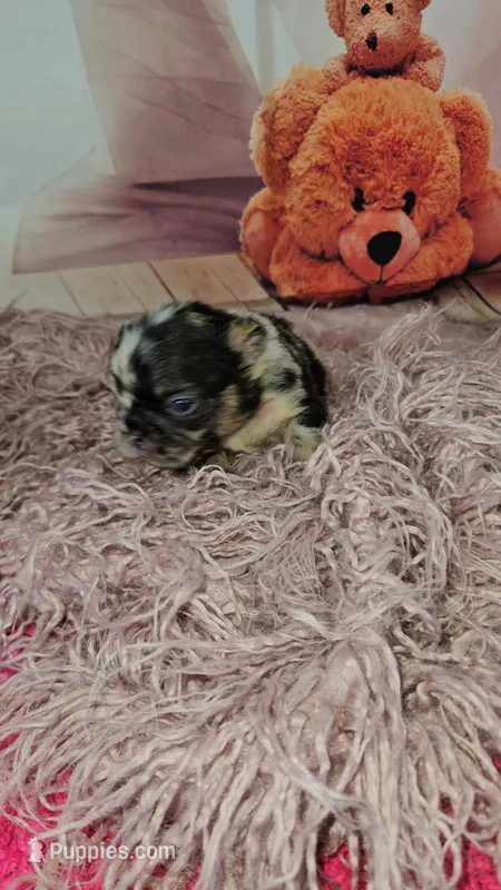 WB 4 – French Bulldog puppy for sale in Newton, IL