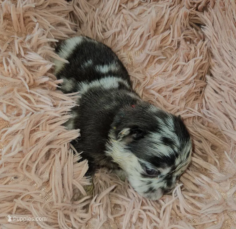 WB 7 – French Bulldog puppy for sale in Newton, IL