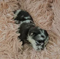 WB 7, a male French Bulldog for sale in Newton, IL – Photo 1 of 3