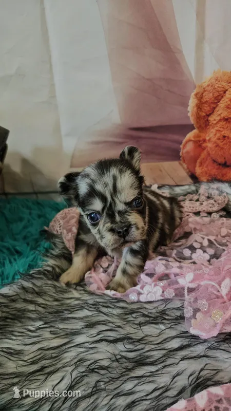 WB 7 – French Bulldog puppy for sale in Newton, IL