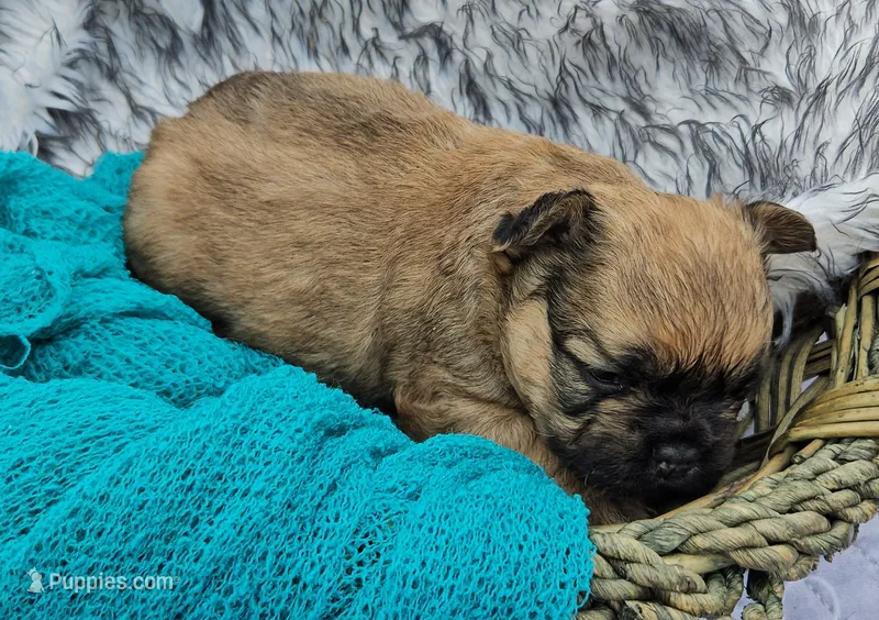 Mezzi 4 – French Bulldog puppy for sale in Newton, IL
