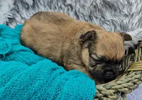 Mezzi 4, a male French Bulldog for sale in Newton, IL – 1 of 3