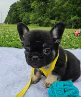 WB 1, a male French Bulldog for sale in Newton, IL – 3 of 7