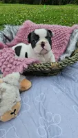 Kieko 1, a female French Bulldog for sale in Newton, IL – 2 of 2