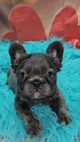Raven 3, a male French Bulldog for sale in Newton, IL – Photo 2 of 2