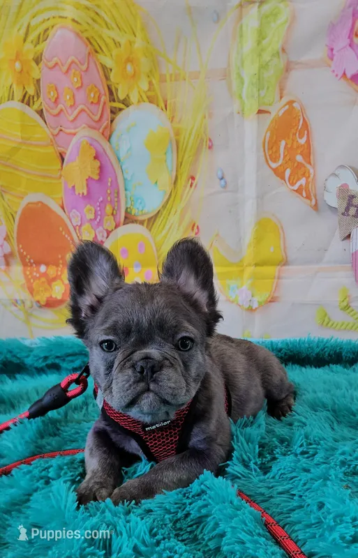 Raven 3 – French Bulldog puppy for sale in Newton, IL