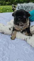 Mezzi 1, a male French Bulldog for sale in Newton, IL – 2 of 3