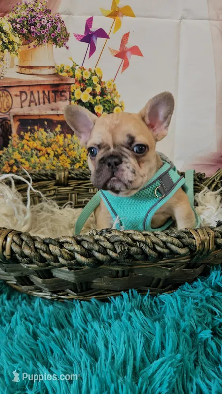 Rosie 1 – French Bulldog puppy for sale in Newton, IL