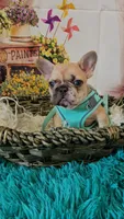 Rosie 1, a female French Bulldog for sale in Newton, IL – 3 of 6
