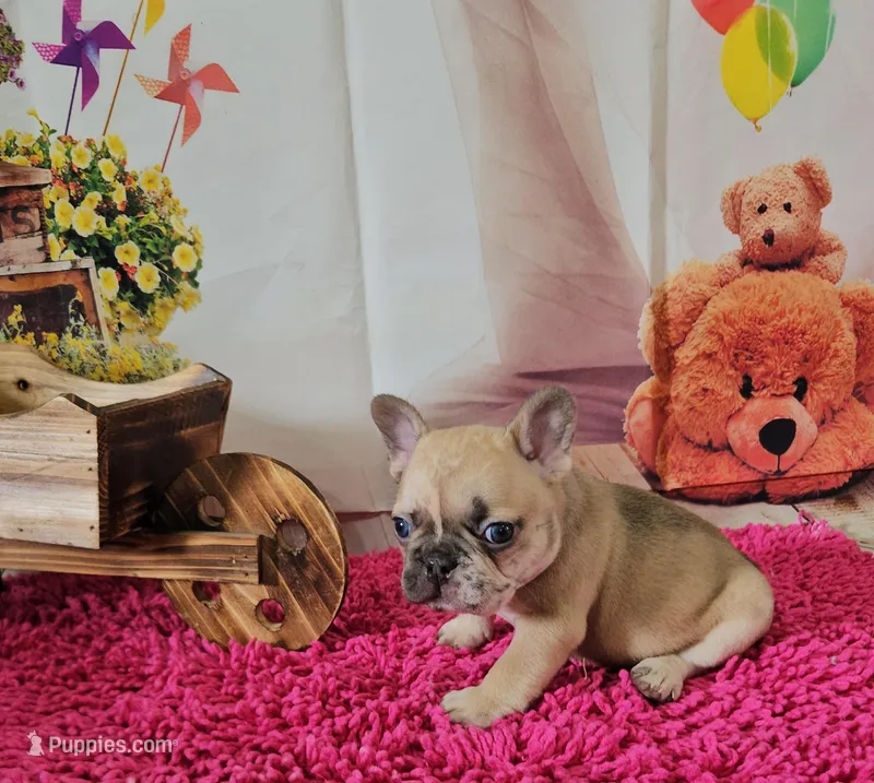 Rosie 1 – French Bulldog puppy for sale in Newton, IL