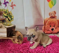 Rosie 1, a female French Bulldog for sale in Newton, IL – Photo 1 of 3