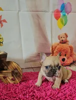 Rosie 1, a female French Bulldog for sale in Newton, IL – Photo 3 of 3
