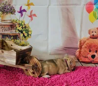 Rosie 1, a female French Bulldog for sale in Newton, IL – Photo 2 of 3