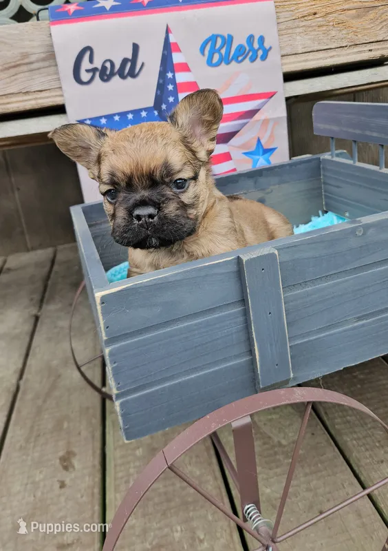 Mezzi 4 – French Bulldog puppy for sale in Newton, IL