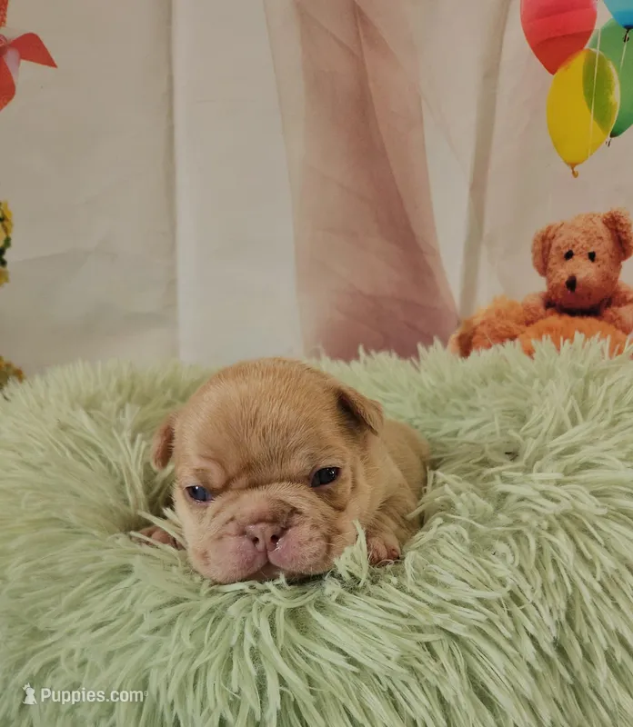 Saga 1 – French Bulldog puppy for sale in Newton, IL