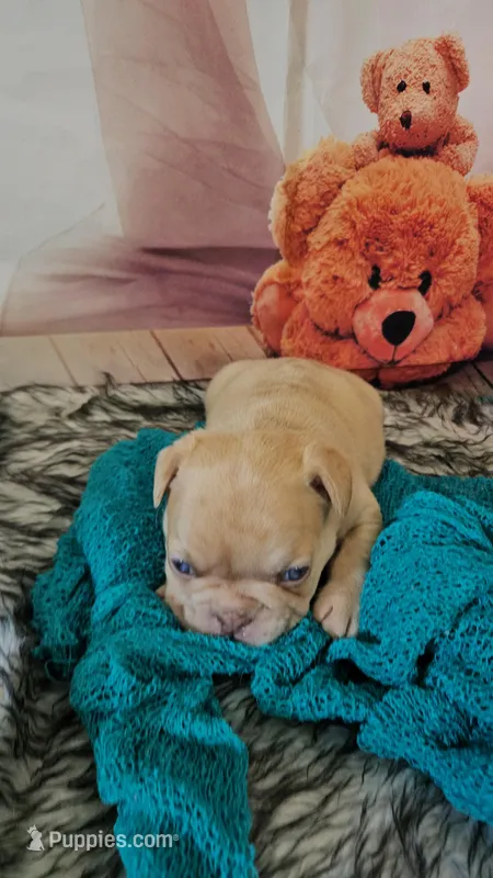 Saga 1 – French Bulldog puppy for sale in Newton, IL