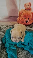 Saga 1, a male French Bulldog for sale in Newton, IL – 2 of 5