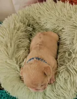 Saga 1, a male French Bulldog for sale in Newton, IL – Photo 3 of 3